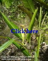 Nepenthes madagascariensis, a typical carnivorous plant from the coastal plains.