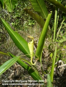 Nepenthes madagascariensis, a typical carnivorous plant from the coastal plains.